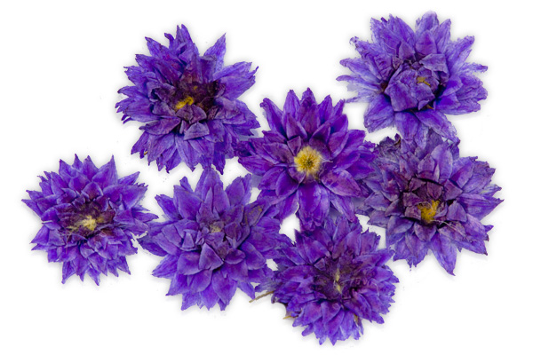 Jolifin dry flower violett cornflower