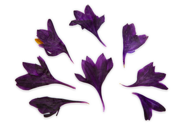 Jolifin Dried Flowers purple crocus
