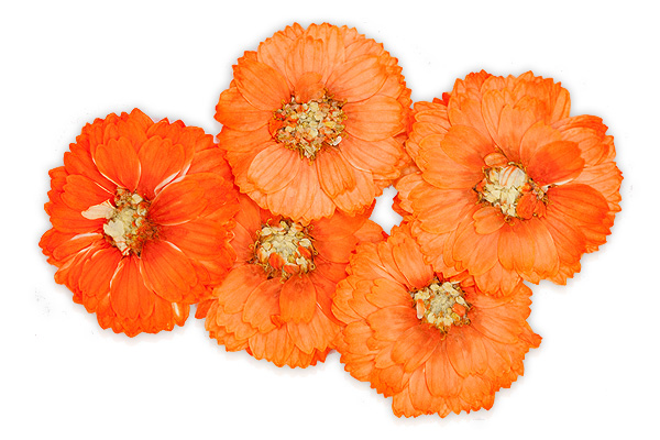 Jolifin Dried Flowers orange cosmos