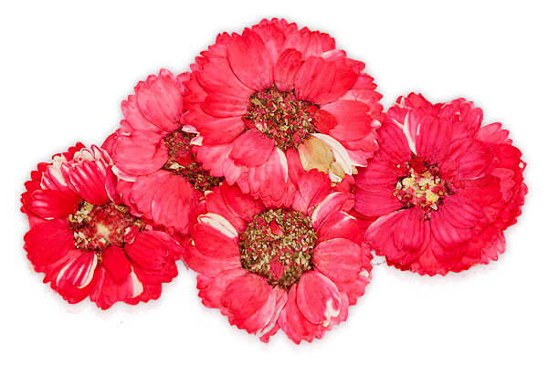 Jolifin Dried Flowers red cosmos