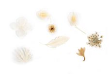 Jolifin Dried Flowers Mix - white