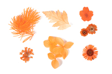 Jolifin Dried Flowers Mix - peach