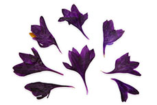 Jolifin dry flower purple crocus