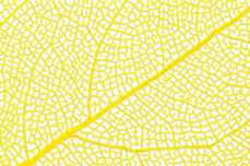 Jolifin Skelettblätter yellow 